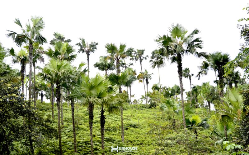 nhà vườn mái lá sợi cọ