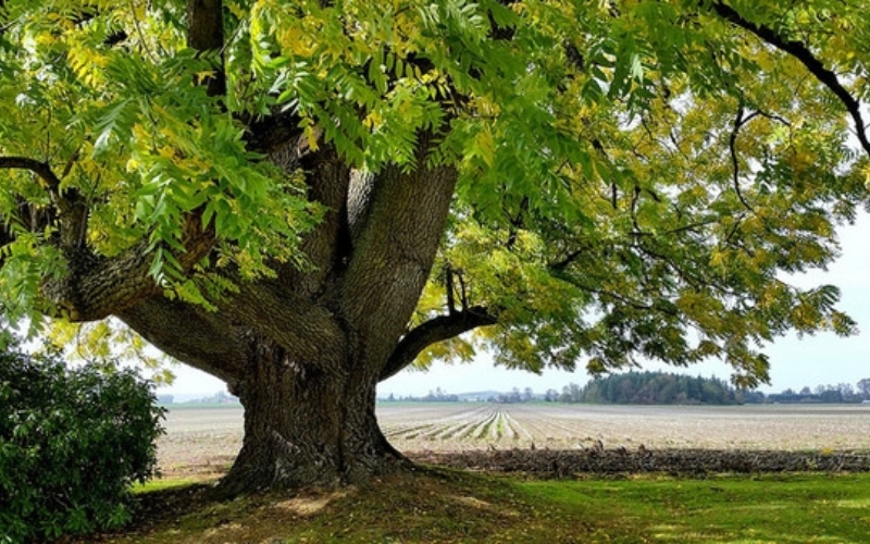 WALNUT WOOD IN GARDEN VILLA INTERIOR DESIGN AND CONSTRUCTION