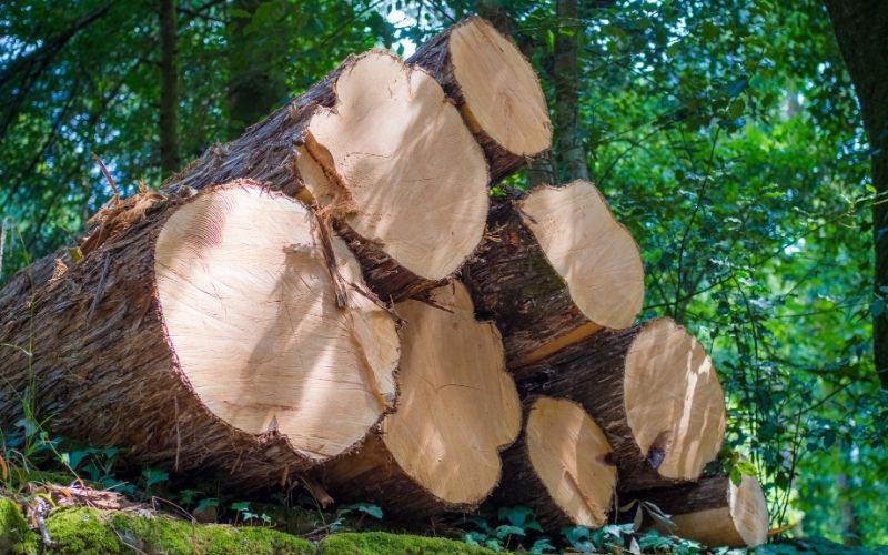 WHAT IS NATURAL WOOD? POPULAR TYPES YOU SHOULD KNOW