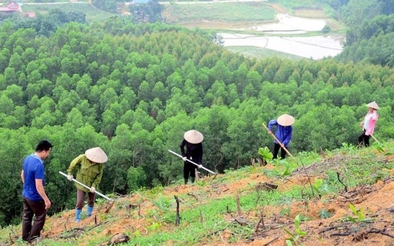 WHAT IS NATURAL WOOD? POPULAR TYPES YOU SHOULD KNOW