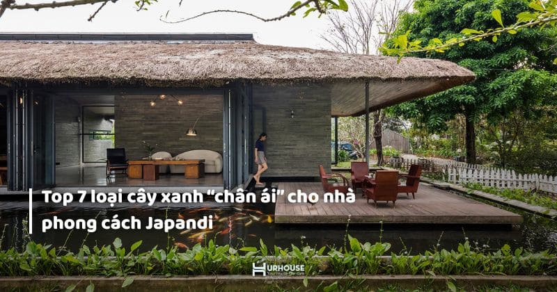 cay-cho-phong-cach-japandi-thumb